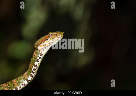 Infame Spotted Pitviper ciglia in Costa Rica Foto Stock