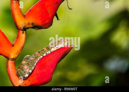 Infame Spotted Pitviper ciglia in Costa Rica Foto Stock