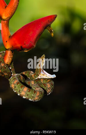 Infame Spotted Pitviper ciglia in Costa Rica Foto Stock