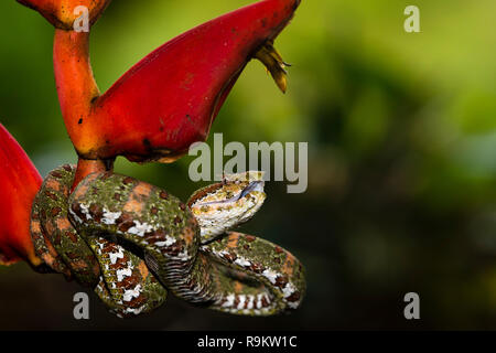 Infame Spotted Pitviper ciglia in Costa Rica Foto Stock