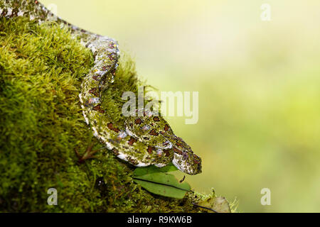 Infame Spotted Pitviper ciglia in Costa Rica Foto Stock