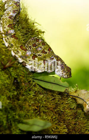 Infame Spotted Pitviper ciglia in Costa Rica Foto Stock