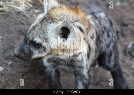 Adorabili ritratto di singolo spotted hyena cub, Kruger National Park, Sud Africa Foto Stock