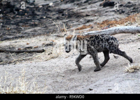 Carino spotted hyena cub camminare da solo, il parco nazionale Kruger, Sud Africa Foto Stock
