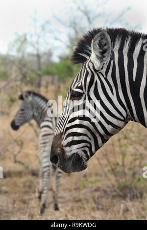 Madre zebra con giovani, profilo laterale, Kruger National Park, Sud Africa Foto Stock