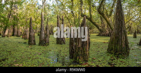 Acqua dolce palude della Florida con cipresso le ginocchia e acqua di pagliuzze Foto Stock