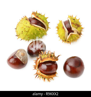 Frutti di castagno isolato su sfondo bianco Foto Stock