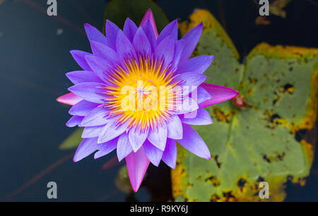 Lilac lotus in acqua in isola di Bali Foto Stock