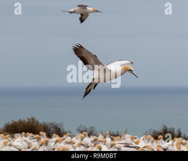 Un Australasian Gannett (Morus serrator) in cerca di un posto in cui la terra in colonia nidificazione di Cape rapitori, Nuova Zelanda Foto Stock