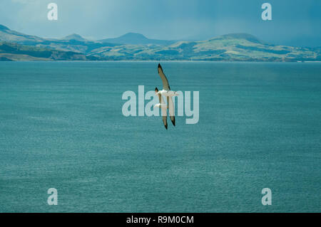 Una coppia di Northern Royal Albatross (Diomedea sanfordi) battenti apparentemente in formazione fuori dalla penisola di Otago, Nuova Zelanda Foto Stock