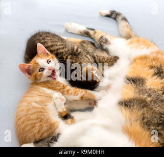 Tricolore cat allattava il piccolo gattini, vicino. Grigio tabby gattino sucks latte, lo zenzero carino gattino sbadigli Foto Stock