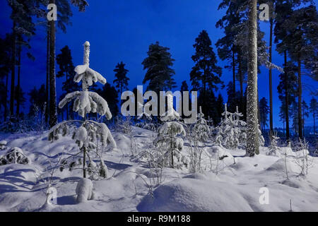 Serena notte invernale e il bel cielo azzurro. Snow cowered alberi in condizioni climatiche molto fredde in Finlandia. Foto Stock