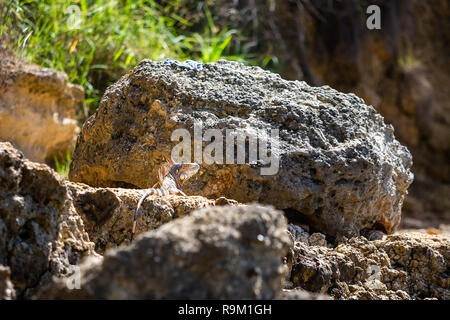 Wild iguana presso la spiaggia di Puerto Rico sulle rocce cercando Foto Stock