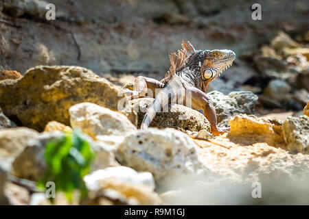 Wild iguana presso la spiaggia di Puerto Rico sulle rocce cercando Foto Stock