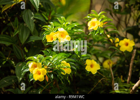 El Yunque National Forest Puerto Rico scenic visualizza destinazione Foto Stock