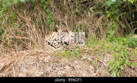 Jaguar in Porto Jofre, Brasile Foto Stock