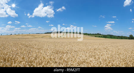 Ripe cornfield segale sotto il sole Foto Stock