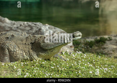Coccodrillo americano Crocodylus acutus suns stessa con i suoi denti grandi visibile sul lato di un laghetto nel sud della Florida. Foto Stock
