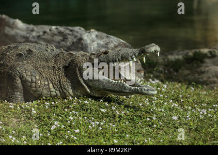 Coccodrillo americano Crocodylus acutus suns stessa con i suoi denti grandi visibile sul lato di un laghetto nel sud della Florida. Foto Stock