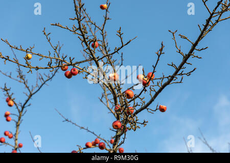 Granchio rosso le mele su un albero in dicembre, alcuni in parte mangiato da uccelli; Nellemanns hanno, Saeby, Danimarca Foto Stock