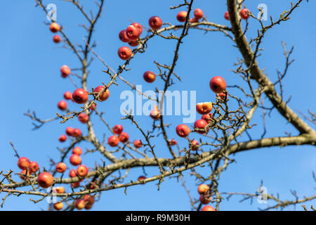 Granchio rosso le mele su un albero in dicembre, alcuni in parte mangiato da uccelli; Nellemanns hanno, Saeby, Danimarca Foto Stock