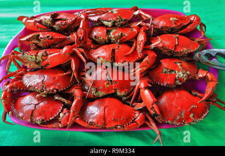 Piastra del Filippino alimango cotto a vapore con fango o le mangrovie o granchi neri diventò rosso dopo la bollitura per cuocerli-selvaggi carapaces mezza aperta pronta per essere sgusciati Foto Stock