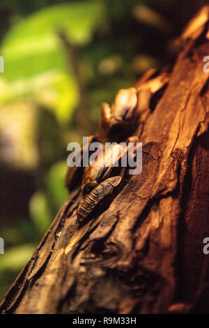 Centrale di foresta americano scarafaggio Blaberus giganteus trovati nelle foreste pluviali in Sud America. Foto Stock