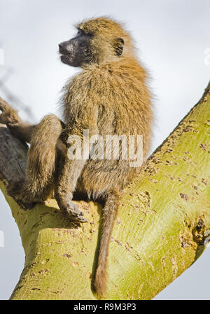 Babbuino. Scimmie Marmoset savana africana. Babbuino nel loro habitat naturale Foto Stock