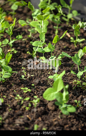 I giovani di piselli verdi sul campo in un giardino. Foto Stock