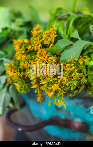 Erbe mediche St.Johns vale la pena (Tutsan calycinum) appena dal prato in antico recipiente di rame Foto Stock