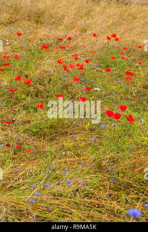 Immagine di papaveri bellissimo prato in estate Foto Stock