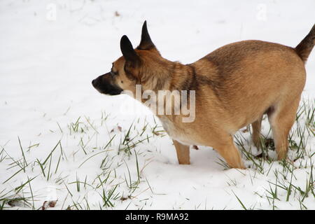 Pastore Tedesco Mix nella neve Foto Stock
