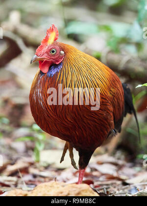 Il governo dello Sri Lanka junglefowl, Sinharaja, Sri Lanka Foto Stock