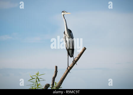 Airone Cocoi a Porto Jofre Foto Stock