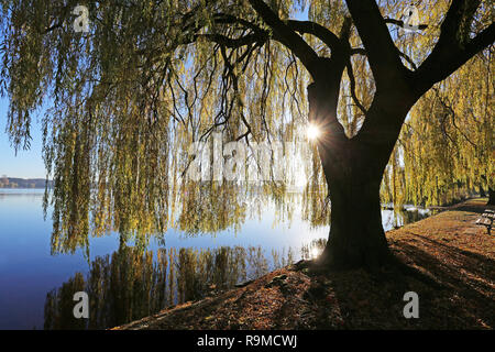 Sole splende attraverso il salice piangente sul lago Alster Foto Stock
