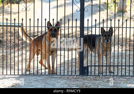 Cani da guardia dietro una porta di barriera Foto Stock