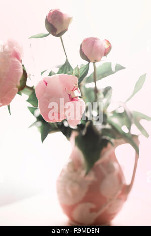 In fiore peonia rosa su sfondo bianco. Foto Stock
