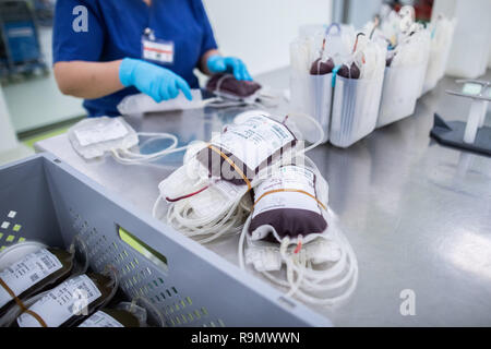 Hagen, Germania. 03 Dic, 2018. Le donazioni di sangue si trovano di fronte a un dipendente su un tavolo in stabilimento di produzione di prodotti a base di sangue. Come la più grande banca del sangue in Europa, la creazione della DRK-ovest in Hagen è nuovo per l'inizio e serve molte cliniche e migliaia di pazienti in diversi stati federali. (A DPA-KORR: 'più grande banca del sangue in Europa: frigorifero completo anche per situazioni di crisi" del 27.12.2018) Credito: Marcel Kusch/dpa/Alamy Live News Foto Stock