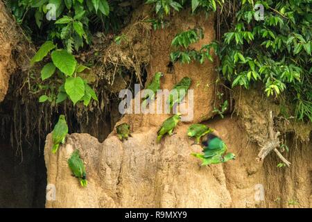 Pappagalli verdi su argilla leccare mangiare minerali, verde amazzoni nella foresta tropicale, il Brasile, la fauna selvatica scena dalla natura tropicale. Stormo di uccelli su argilla brow Foto Stock