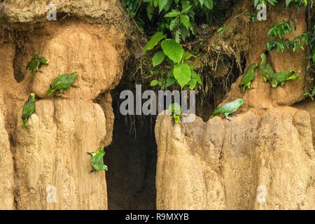 Pappagalli verdi su argilla leccare mangiare minerali, verde amazzoni nella foresta tropicale, il Brasile, la fauna selvatica scena dalla natura tropicale. Stormo di uccelli su argilla brow Foto Stock