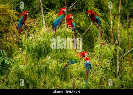 Gregge di pappagalli rossi seduti sui rami. Macaw battenti, la vegetazione verde in background. Il rosso e il verde Macaw nella foresta tropicale, Brasile, scena della fauna selvatica Foto Stock