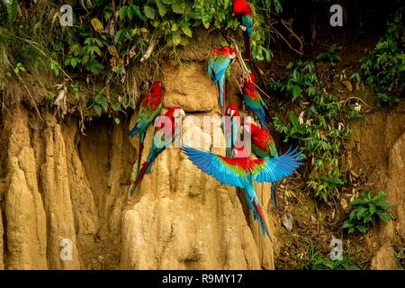 Pappagalli Rossi su argilla leccare mangiare minerali, il rosso e il verde Macaw nella foresta tropicale, il Brasile, la fauna selvatica scena dalla natura tropicale. Stormo di uccelli su argilla Foto Stock