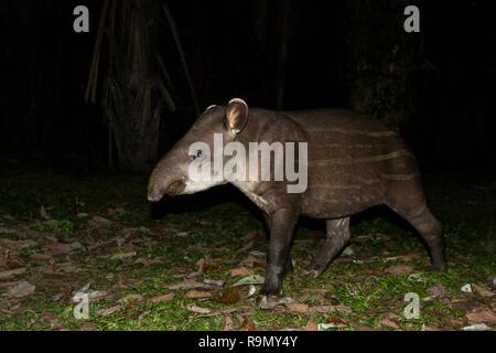 Sud Americana il tapiro (Tapirus terrestris) in habitat naturale durante la notte, Grazioso baby animale con strisce, ritratto di rari animali dal Perù, Amazzonia, Foto Stock
