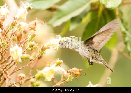 Bianco e verde - Colibrì Amazilia viridicauda, passando accanto a fiore, uccello dal Perù, bella hummingbird succhiare il nettare dai fiori, wildli Foto Stock