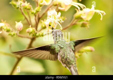 Bianco e verde - Colibrì Amazilia viridicauda, passando accanto a fiore, uccello dal Perù, bella hummingbird succhiare il nettare dai fiori, wildli Foto Stock