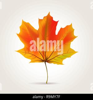 Colori d'autunno realistico Orange foglia, illustrazione vettoriale Illustrazione Vettoriale