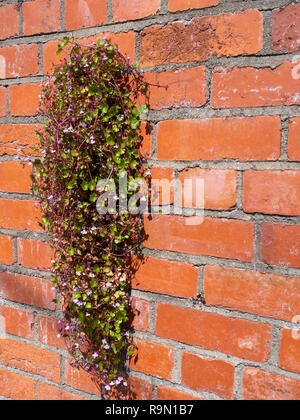 Impianto di erbacce che crescono di un muro di mattoni Foto Stock