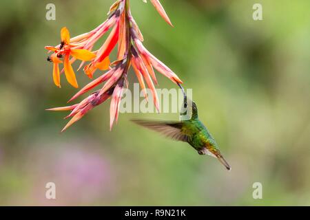 Ramati capo-verde smeraldo, Elvira cupreiceps, passando accanto al fiore di arancia, uccello dalla montagna di foresta tropicale, i Giardini delle Cascate La Paz, Costa Rica, b Foto Stock