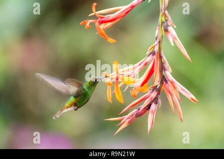 Ramati capo-verde smeraldo, Elvira cupreiceps, passando accanto al fiore di arancia, uccello dalla montagna di foresta tropicale, i Giardini delle Cascate La Paz, Costa Rica, b Foto Stock