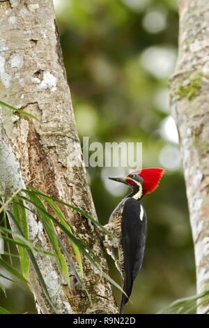 Picchio Lineated - Dryocopus lineatus seduto su albero in montagna tropicale foresta di pioggia in Costa Rica, grande picchio rosso con testa, fiori viola, Foto Stock